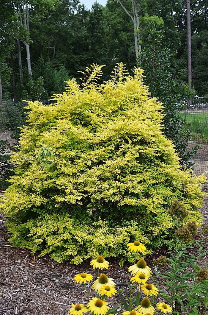 Ligustrum Sinese Sunshine Sunshine Ligustrum Cristina S Garden Center