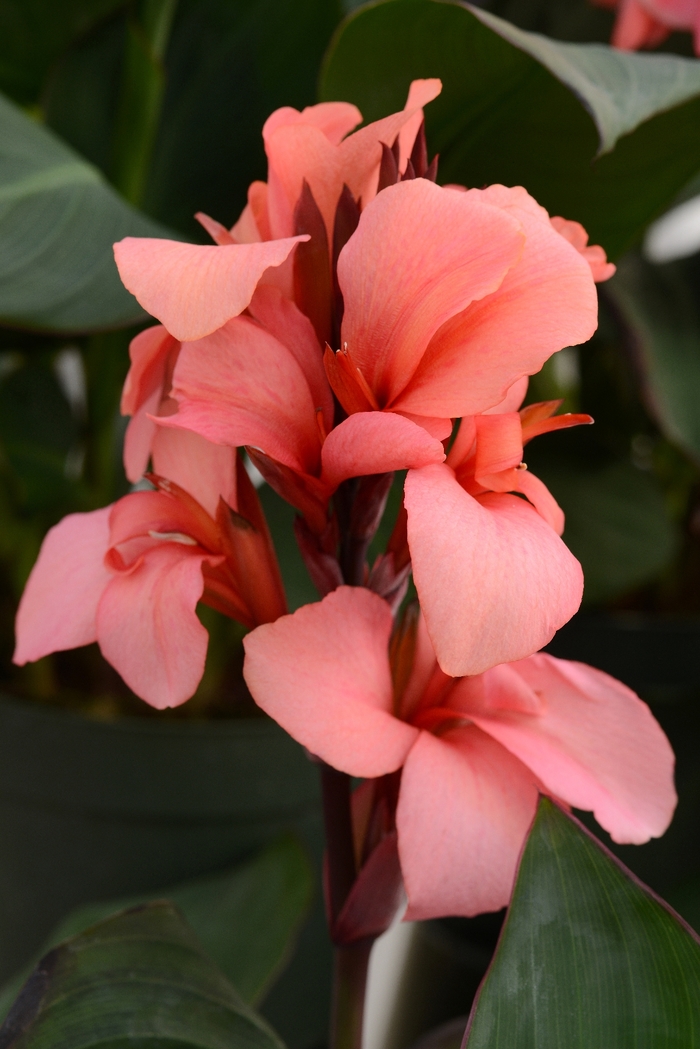 Canna x generalis | Cannova® Mango | Cristina's Garden Center