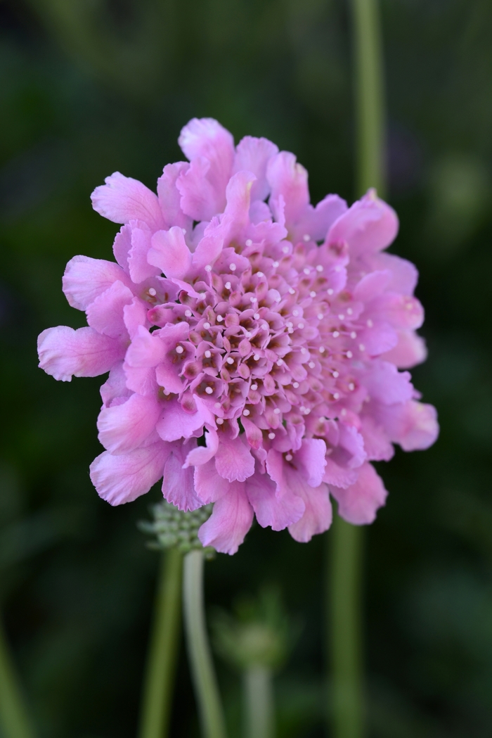 Scabiosa Columbaria Flutter Rose Pink Pincushion Flower Cristina S Garden Center