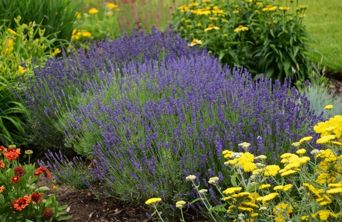 Lavandula Angustifolia Hidcote Blue English Lavender Cristina S Garden Center