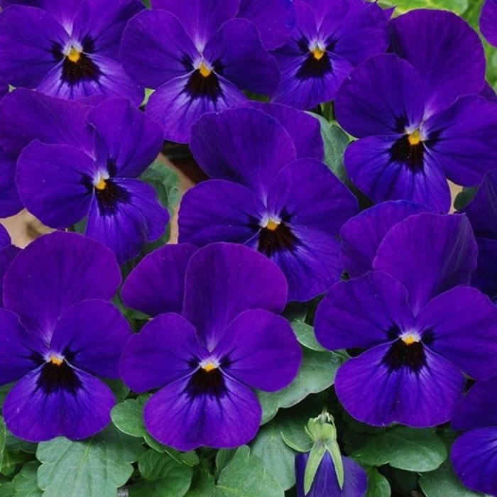 Viola cornuta 'Sorbet® XP 'Blue Blotch' | Viola | Cristina's Garden Center